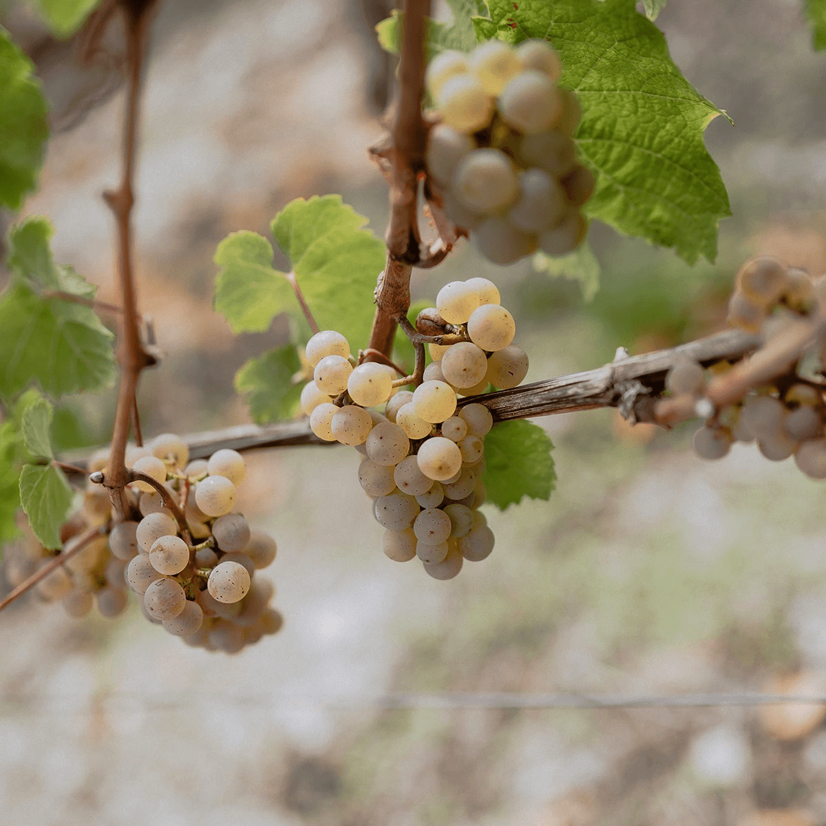 Weiße Weintrauben im Weinberg
