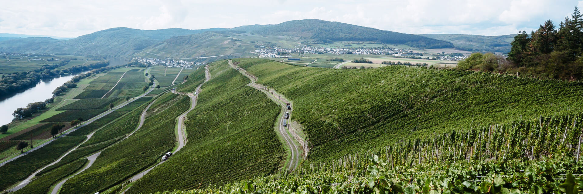 Mosel_Weinregion