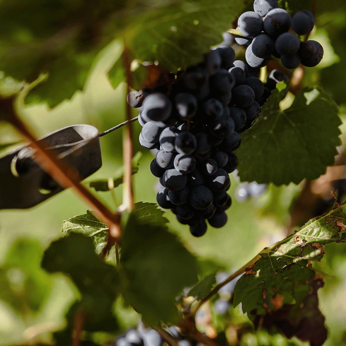 Rotwein-Traube
