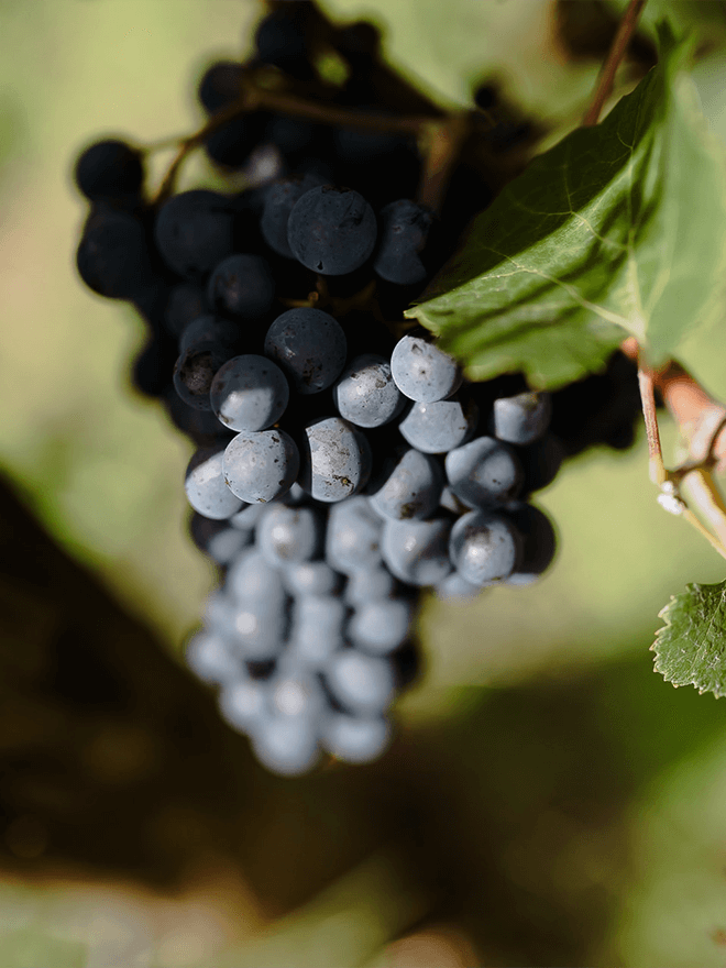 Rotwein-Traube
