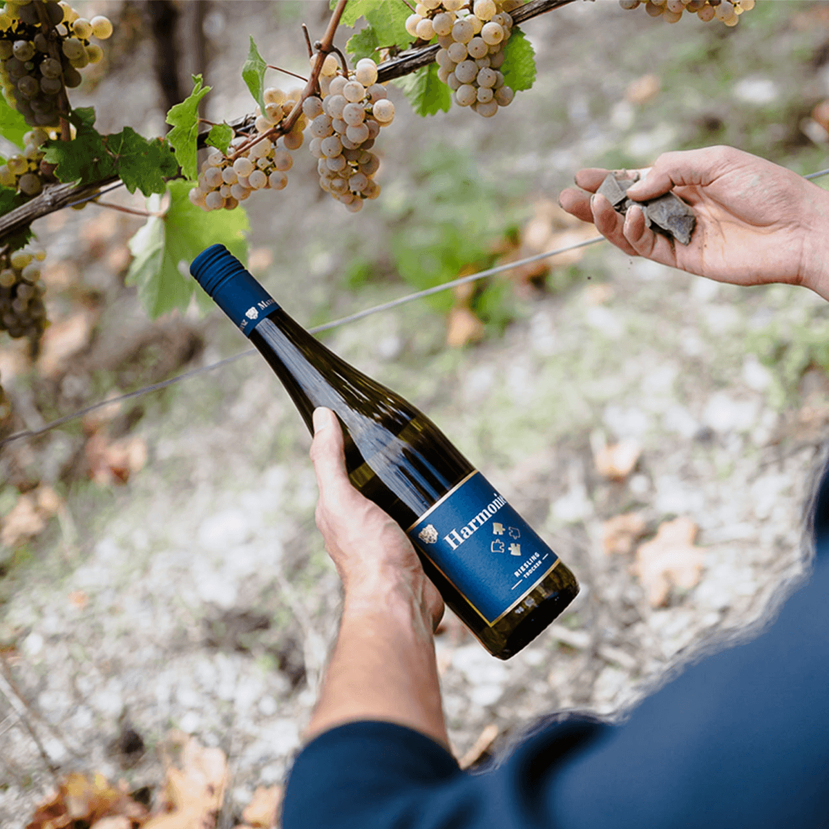 Weinflasche im Weinberg mit Schiefer