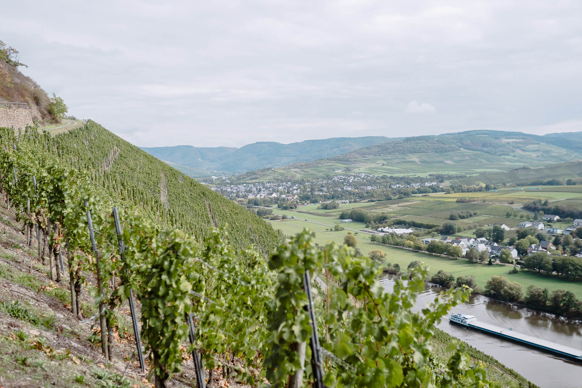Weinberg-Steilhang Weinberg-Steilhang