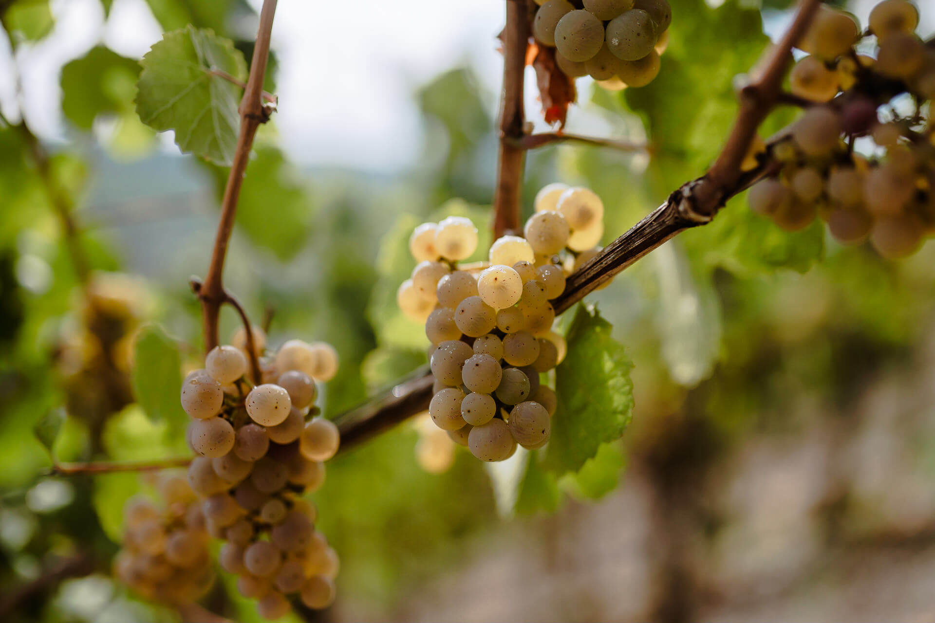 Der Weinbau Der Weinbau