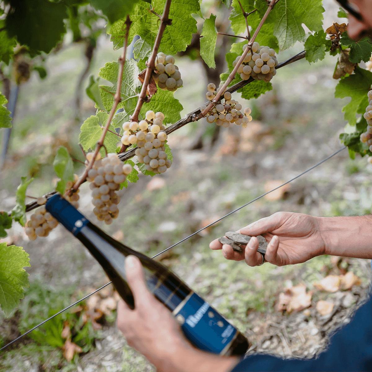 Weinflasche im Weinberg mit Schiefer