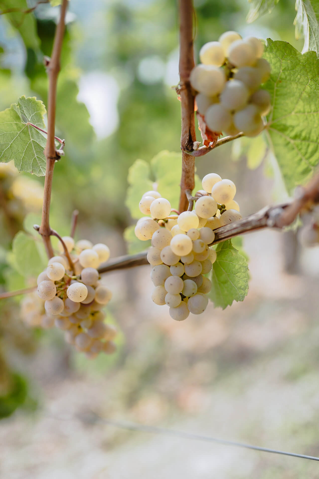 Riesling-Traube Riesling-Traube