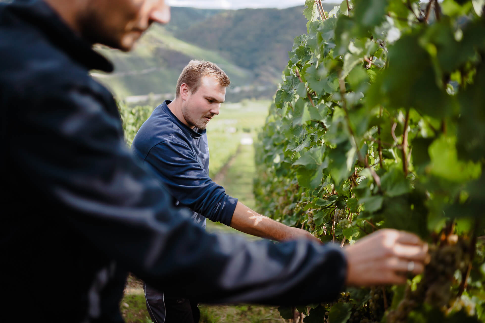 Traubenlese im Weinberg Traubenlese im Weinberg