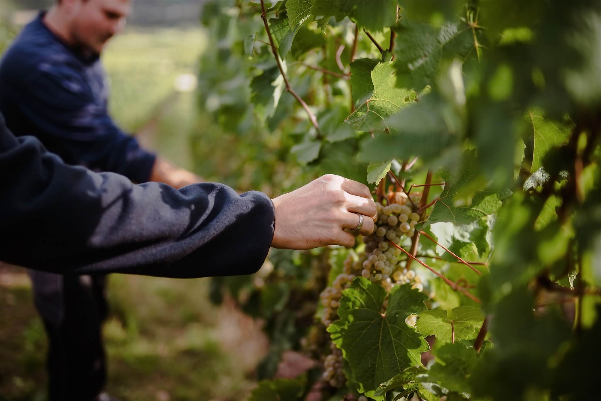 Weißweintrauben im Weinberg Weißweintrauben im Weinberg