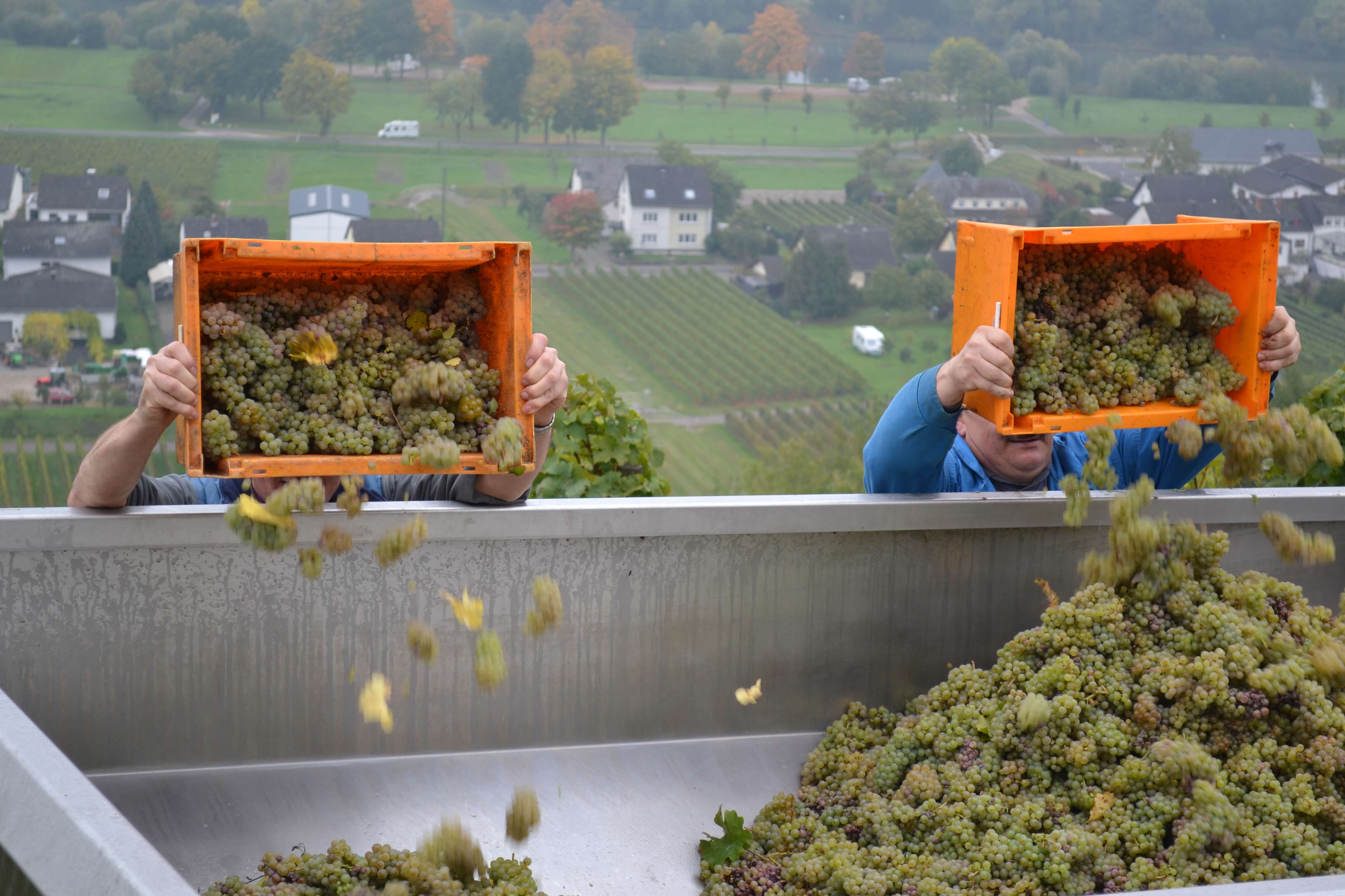Traubenlese im Weinberg