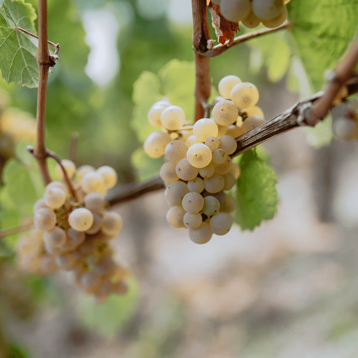Weiße Weintrauben im Weinberg