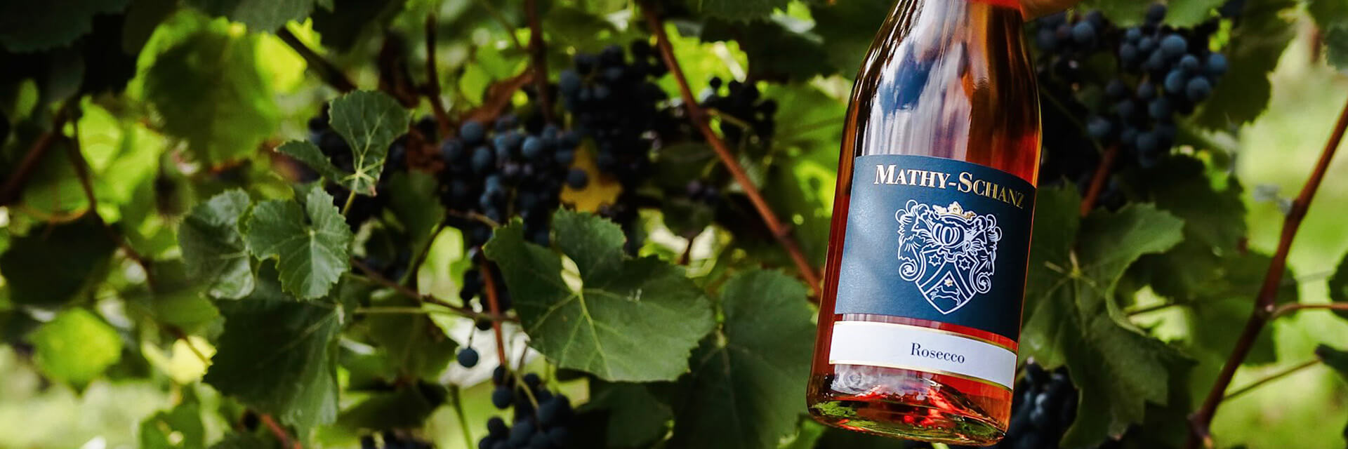Rosecco im Weinberg