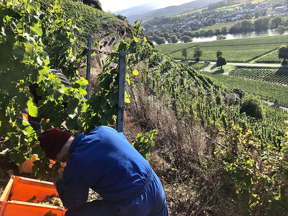 Traubenlese im Weinberg Traubenlese im Weinberg