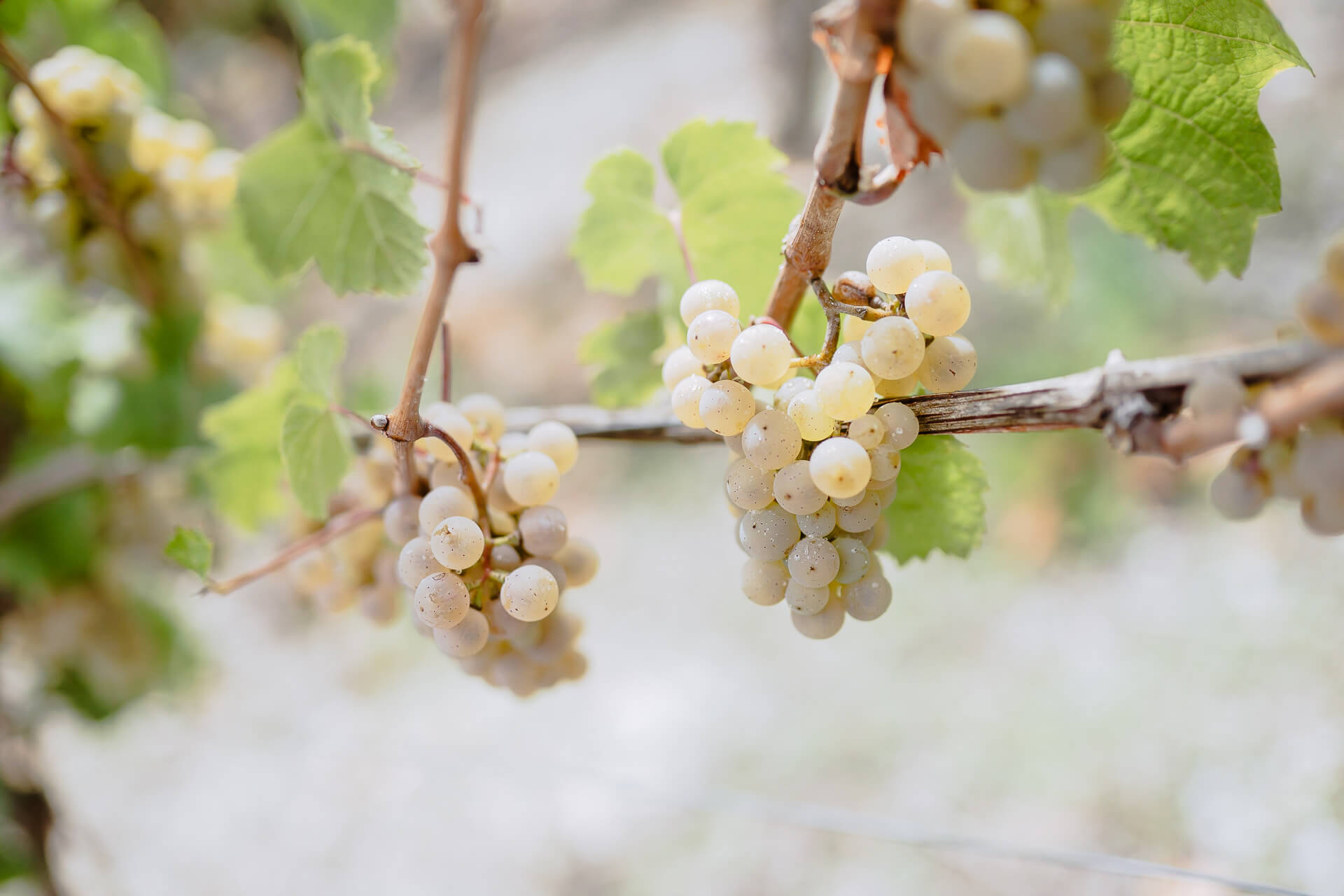 Riesling-Traube Riesling-Traube