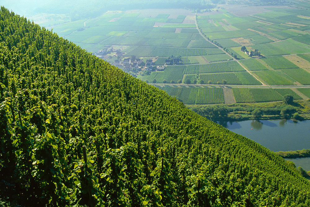 Steilhang-Moseltal Steilhang-Moseltal
