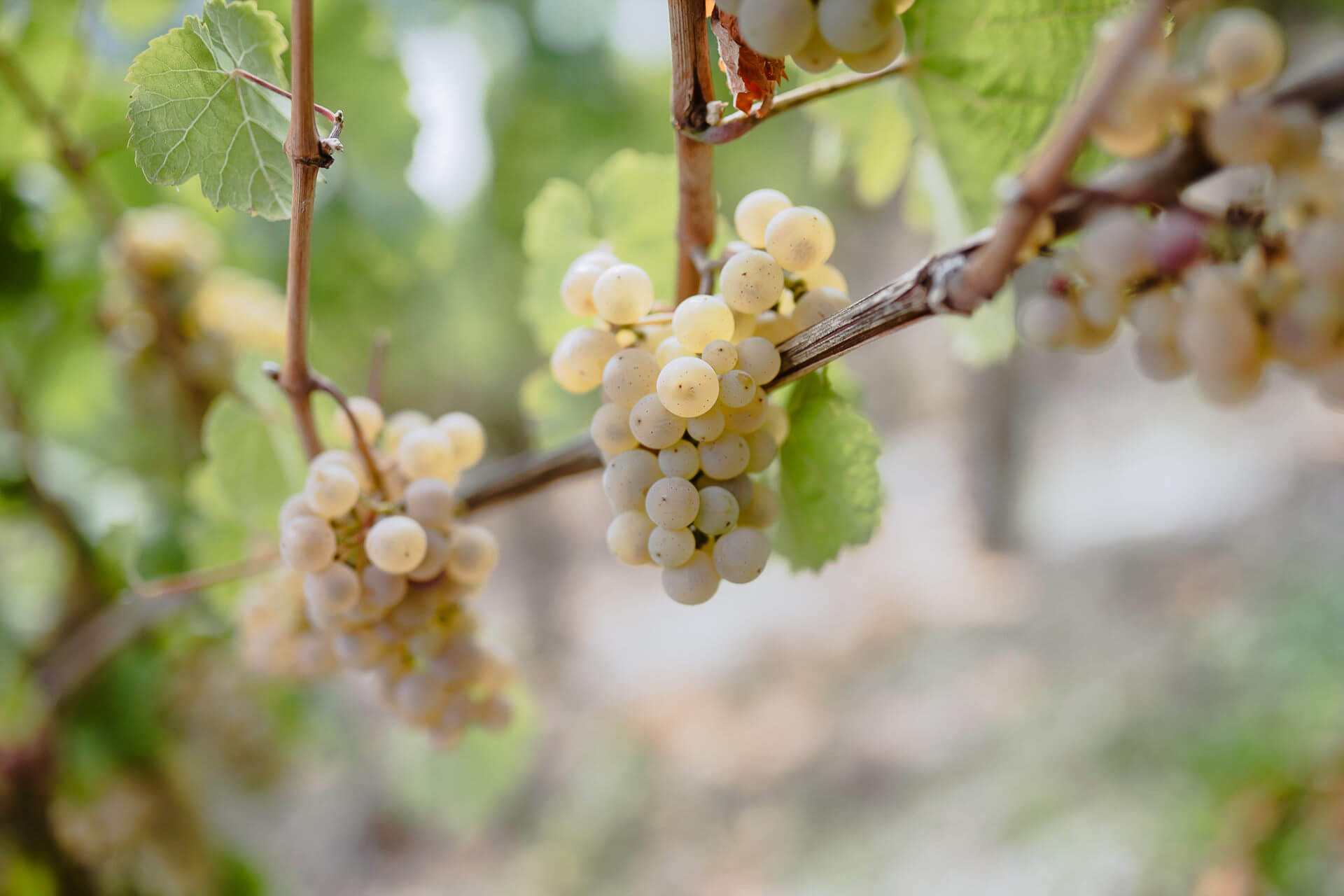 Riesling-Traube Riesling-Traube