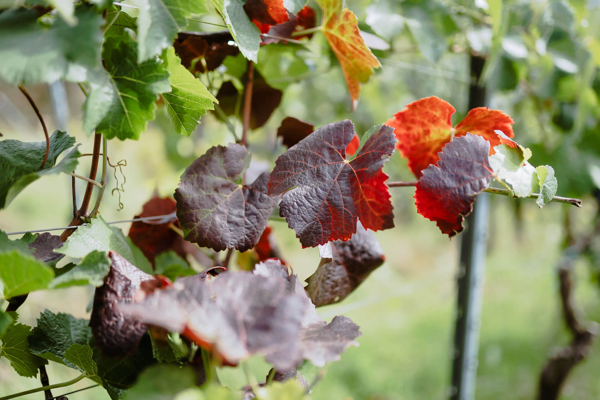 Gefärbte Blätter im Weinberg Gefärbte Blätter im Weinberg