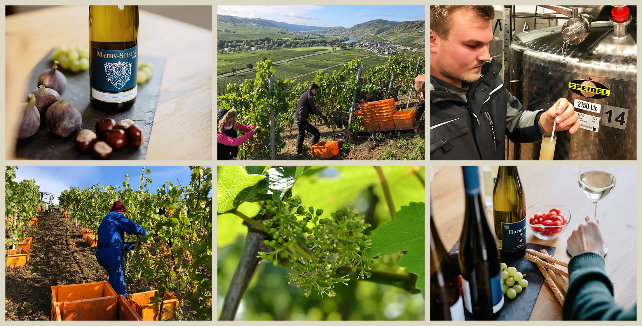 Weingut Mathy-Schanz_Impressionen Weingut Mathy-Schanz_5