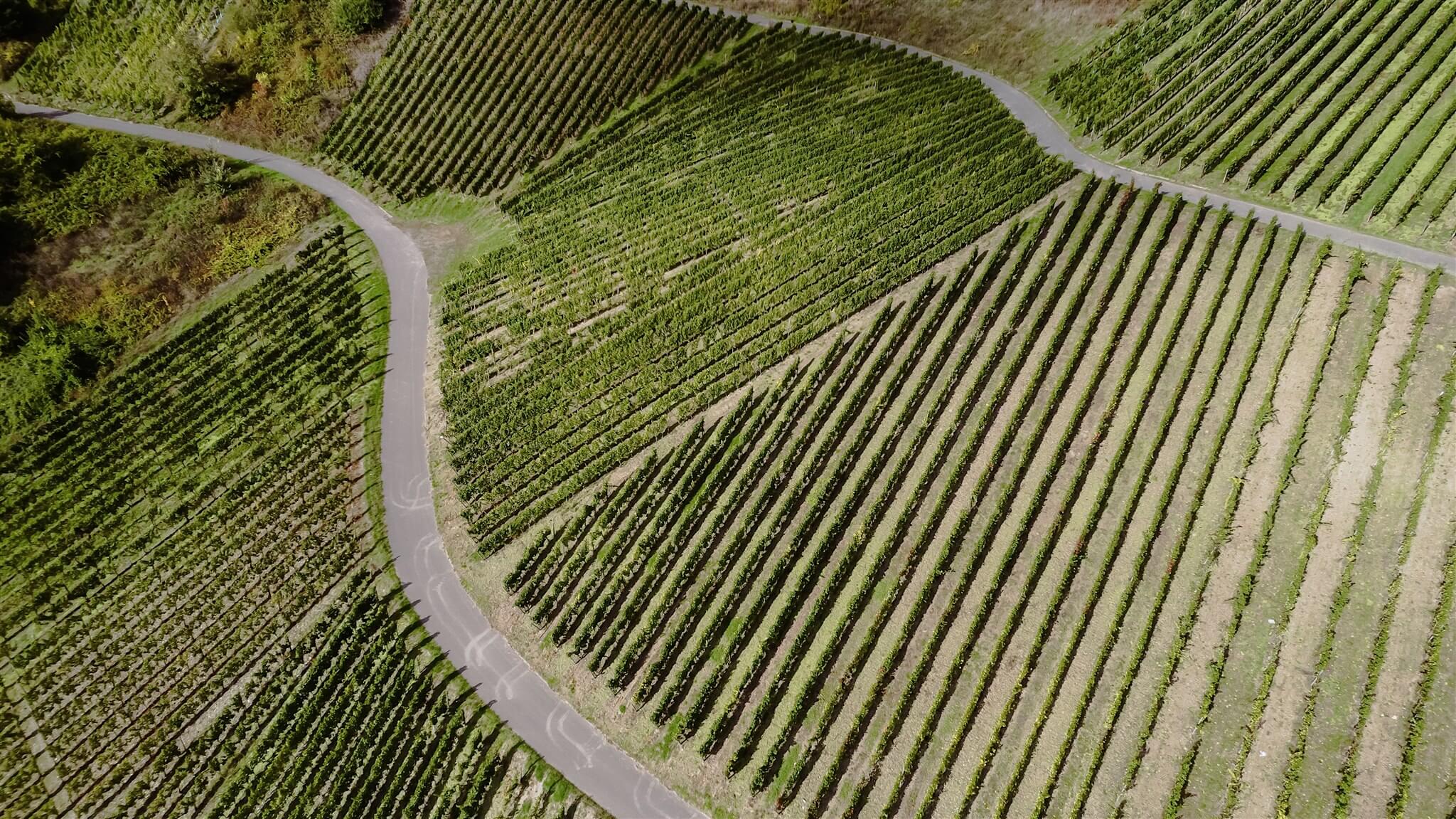 Weinberge_Steilhang Weinberge_Steilhang