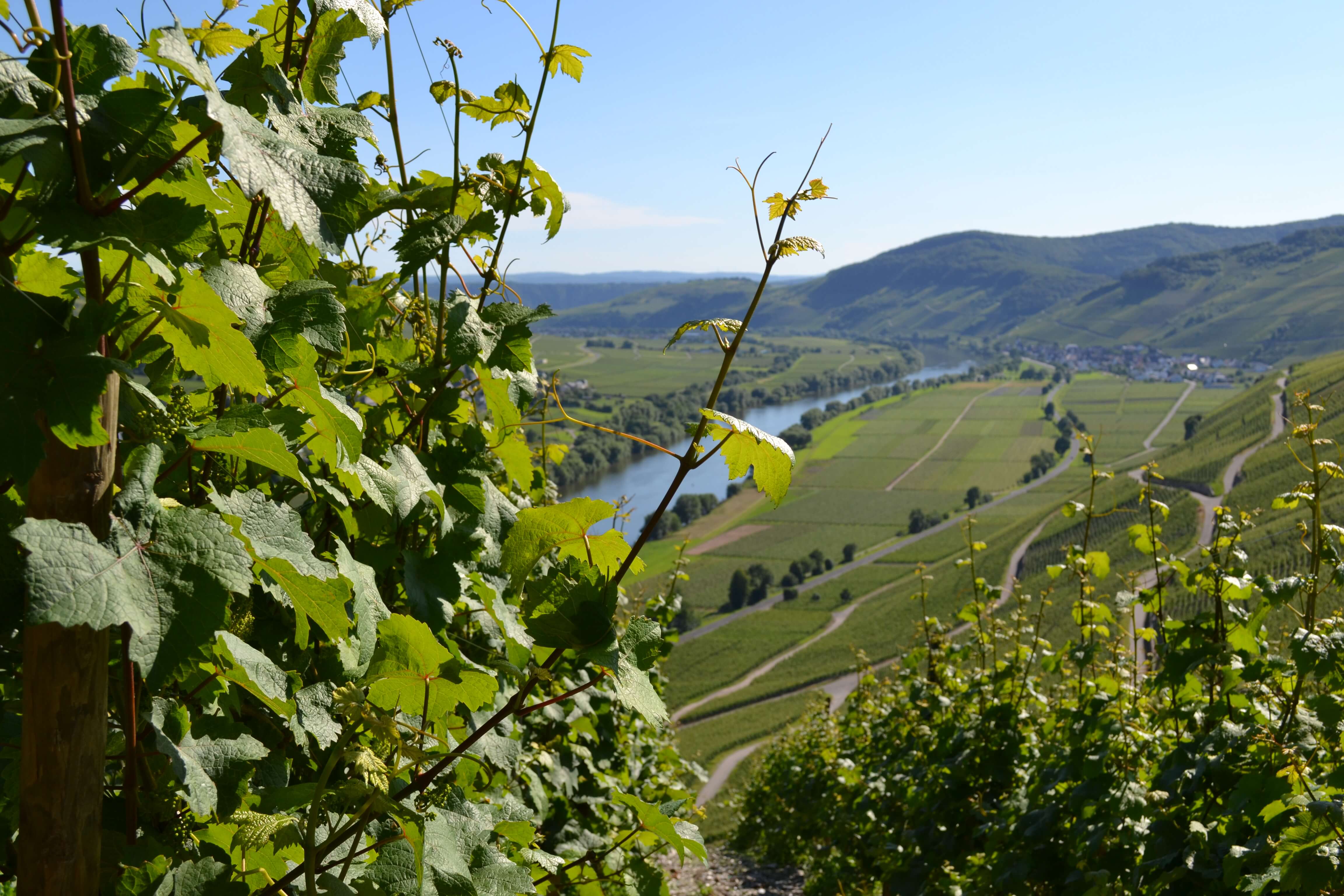 Mosel-Landschaft-Frühling
