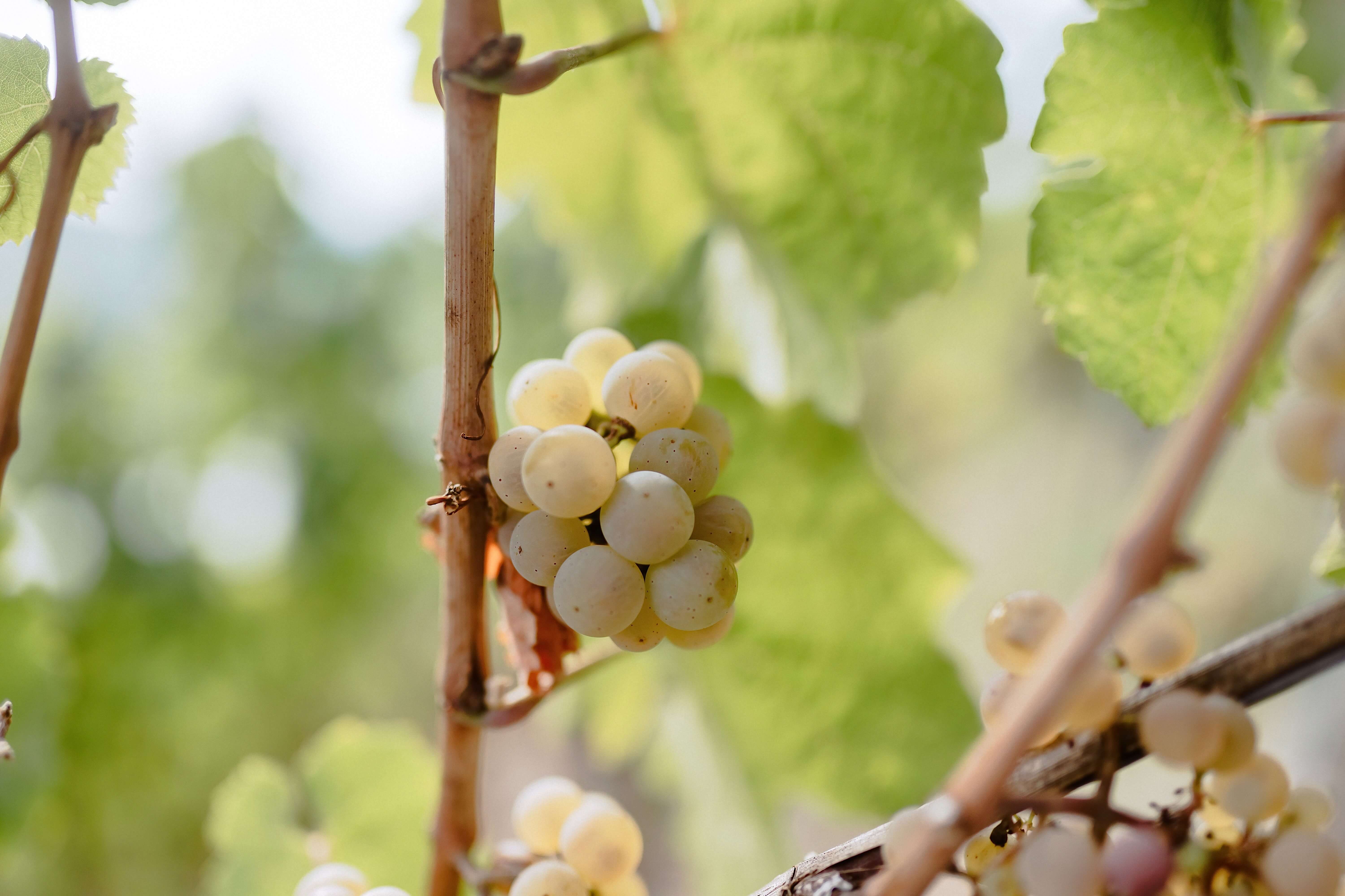 Riesling-Traube Riesling-Traube