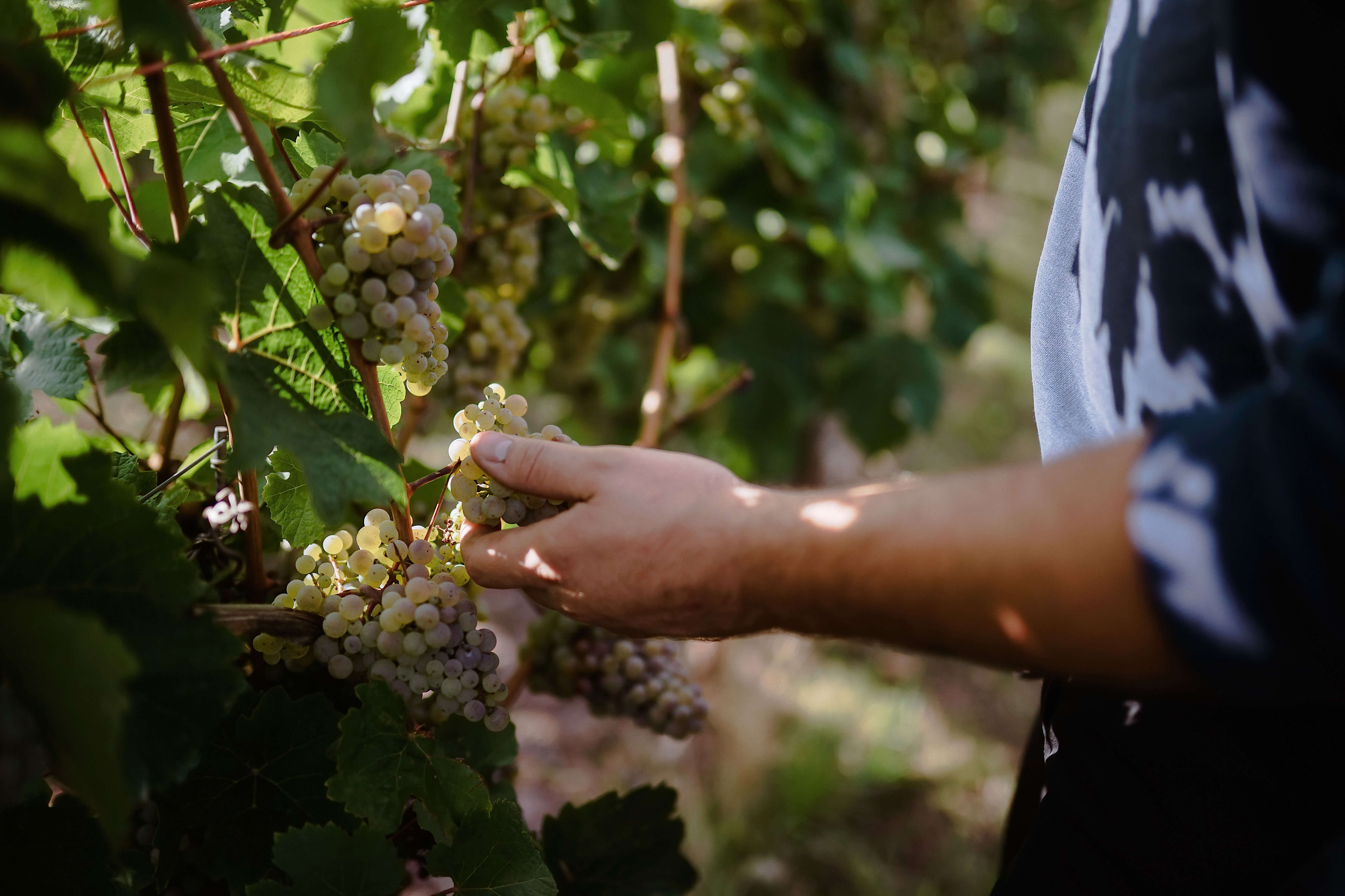Traubenlese im Weinberg Traubenlese im Weinberg